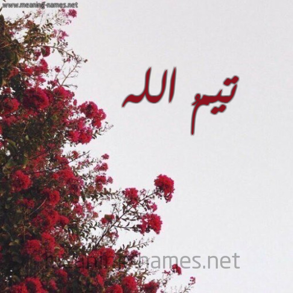 شكل 18 صوره الورد الأحمر للإسم بخط رقعة صورة اسم تيمُ الله Timo-Allah